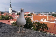 2021 in der Altstadt von Tallinn